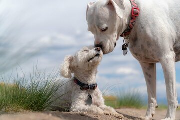 Bild der Petition Hundewiese im Wilhelmspark, Schwelm