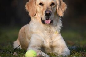 Bild der Petition: Hundewiese in Arlesheim