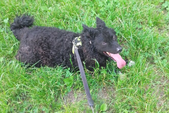 Hundewiese in der Siedlung Augasse Gösting խնդրագրի պատկերը