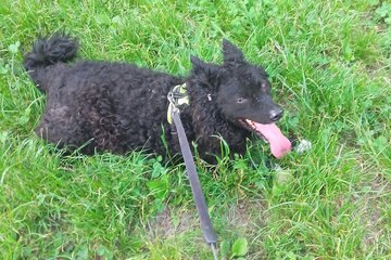 Immagine della petizione Hundewiese in der Siedlung Augasse Gösting