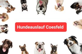 Bild der Petition: Hundewiese in der Stadt Coesfeld/ eingezäunter Hundeauslauf
