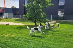 Image of the petition: Eine Hundewiese in Korb