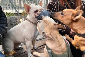 Bild der Petition: Hundezone geht auch anders - Für eine Umgestaltung der Hundezone Forschneritschpark