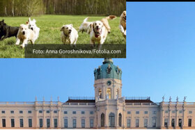 Foto della petizione:Hundefreilaufgebiet im Schlosspark Charlottenburg