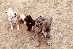 Bild der Petition: Hundspielplatz Offenbach: mehr Sauberkeit, Rücksichtnahme & ausgeglichene Vierbeiner