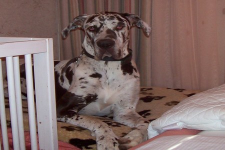 Bild der Petition: Ich suche meine Dogge Luna seit  10 Mai 2012
