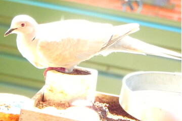 Bild der Petition IGH frei von Sanktionen