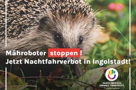 Դիմումի պատկերը՝ Igel in Ingolstadt: Schluss mit Igel-Tod durch Mähroboter – Nachtfahrverbot jetzt!