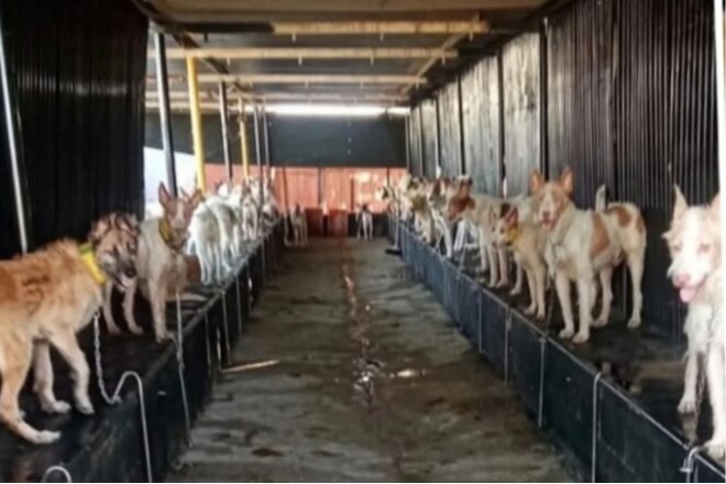 Inclusión de los Perros de Caza en la Ley de Protección Animal en España петициясының суреті