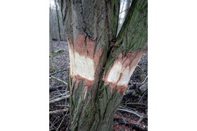 Bild der Petition: Initiative „Pro Baum“ und AHA fordern eine naturnahe Entwicklung des "Trothaer Wäldchens"