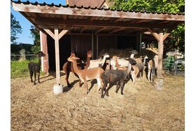 Bild der Petition: Ja zu den Lamas und Alpakas auf der Gsteigmatte Burgdorf!