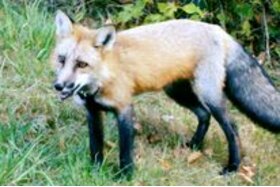 Bild der Petition: Jagdverbotgegen Füchse