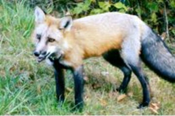 Bild der Petition Jagdverbotgegen Füchse