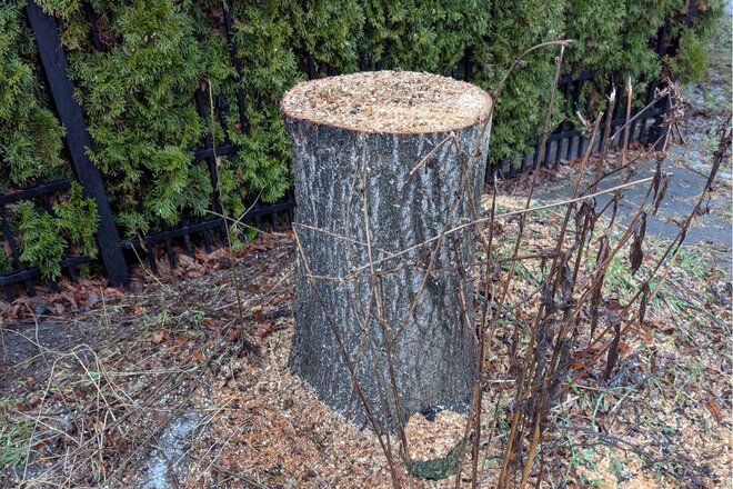 Peticijos vaizdas Jeder Baum zählt – für die Landstadt Gatow!