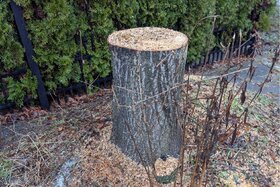 Bild der Petition: Jeder Baum zählt – für die Landstadt Gatow!