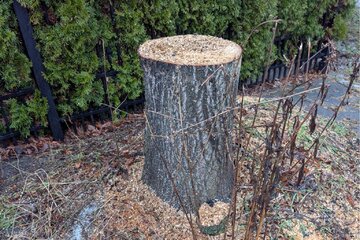Bild der Petition Jeder Baum zählt – für die Landstadt Gatow!