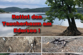 Bild der Petition: Jetzt Taucherbaum am Edersee als Naturdenkmal schützen.