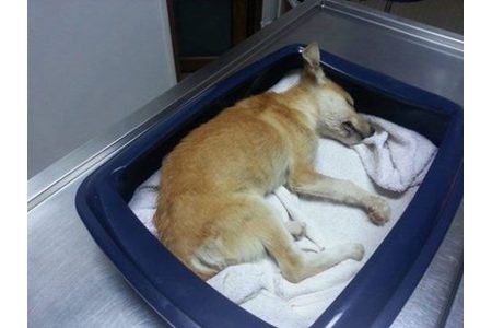 Kuva vetoomuksesta:Justice for a frozen puppy at public shelter Moinesti/Bacau