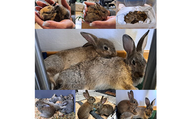 Bild der Petition „Kaninchen in Gefahr – Fordert EC‑Tests und Kontrollen in der Zucht!“