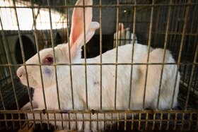 Kép a petícióról:Kaninchenhaltung in Garagen und Gartenlauben verbieten