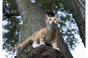 Petīcijas attēls:Kastration und Kennzeichnung für streunende Katzen aus Trier