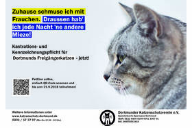 Изображение петиции:Castrate, marking and register for all cats who will going out of the house in Dortmund