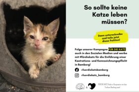 Bild der Petition: Kastrations- und Kennzeichnungspflicht für freilaufende Katzen im Raum Bamberg