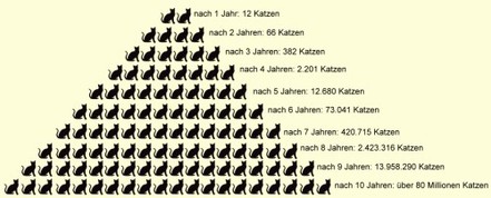 Foto e peticionit:Kastrations– und Kennzeichnungspflicht für Katzen für Papenburg
