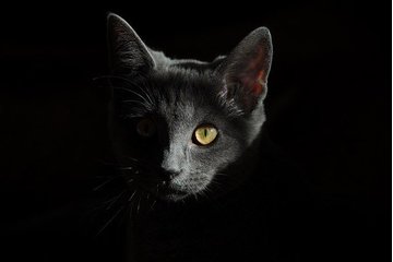 Bild der Petition Kastrations- und Registrierungspflicht für Freigänger-Katzen