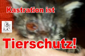 Slika peticije:Kastrationspflicht freilebender Katzen