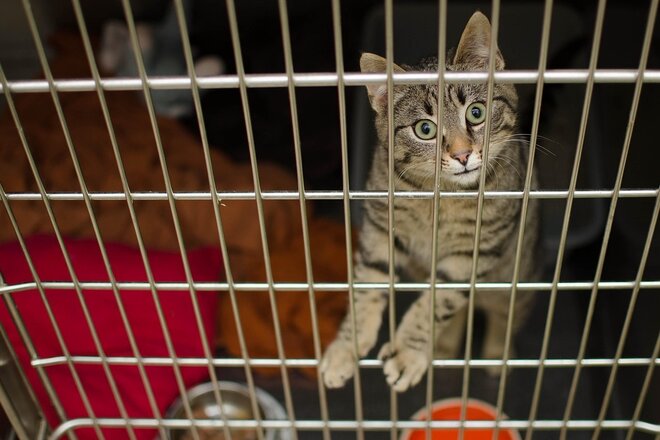 Image of the petition Kastrationspflicht für Freigängerkatzen in Bayern