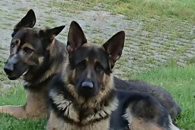 Bild der Petition: Kastrationspflicht für Hunde und Katzen außer bei geprüften Züchtern