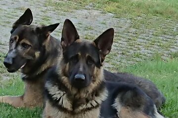 Bild der Petition Kastrationspflicht für Hunde und Katzen außer bei geprüften Züchtern