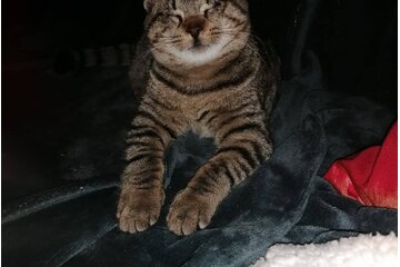 Image of the petition Kastrationspflicht für Katzen