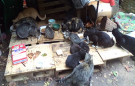 Bild der Petition: Kastrationspflicht und Registrierungspflicht von freilaufenden Katzen im Kreis Kleve