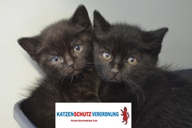 Kép a petícióról:Katzenschutzverordnung für den Schwarzwald-Baar-Kreis