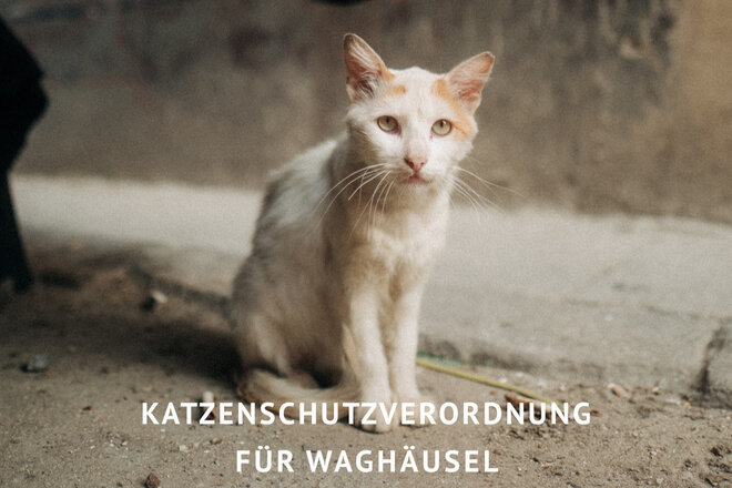 Image of the petition Katzenschutzverordnung für Waghäusel