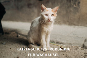 Bild der Petition: Katzenschutzverordnung für Waghäusel