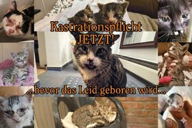 Bild der Petition: Katzenschutzverordnung im Landkreis Harz-Jetzt!