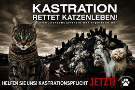 Bild der Petition: Katzenschutzverordnung in der Samtgemeinde Holtriem - JETZT!