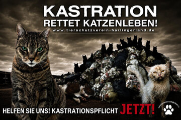Bild der Petition Katzenschutzverordnung in der Samtgemeinde Holtriem - JETZT!