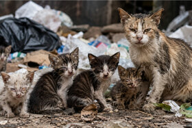 Bild der Petition: Katzenschutzverordnung jetzt – Brackenheim muss handeln!