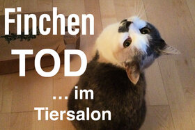 Bild der Petition: Katzentod im Tiersalon: professionelle Ausbildungspflicht für Tierfrisöre!