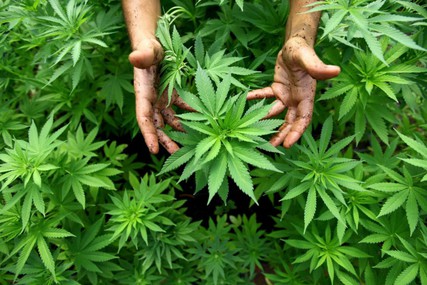 Obrázek petice:keep calm and legalize it ( legaliesierung von cannabis in deutschland)