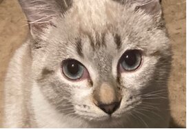 Zdjęcie petycji:Keep the cats!