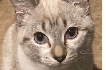 Imagen de la petición Keep the cats!