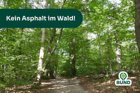 Bild der Petition: Kein asphaltierter Ausbau des Waldweges zwischen Zippendorf und Mueß!