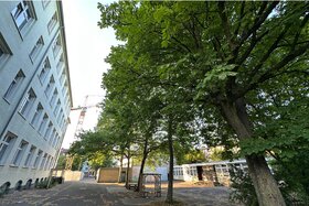 Bild der Petition: Salviamo tutti gli alberi nella zona della nuova scuola in Falckensteinstraße a Colonia-Kalk!