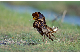 Bild der Petition: "Kein Feriendorf im Vogelschutzgebiet! Schützt den Dithmarscher Speicherkoog!"