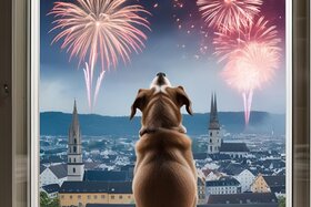 Bild der Petition: Kein Feuerwerk am Zurlaubener Fest " Mosel in Flammen"